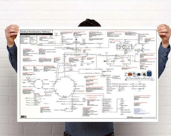 Medical Biochemistry Pathways Poster