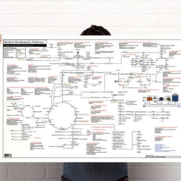 Medical Biochemistry Pathways Poster