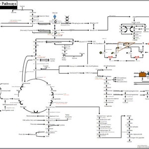 Metabolic Biochemistry Pathways Poster