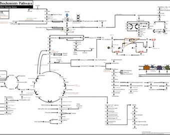 Metabolic Biochemistry Pathways Poster