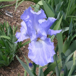 Iris &#39;Coming Attraction&#39;  Light Blue Tall Bearded Iris