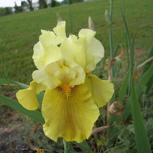 May include: A pale yellow iris flower with ruffled petals and a bright golden-yellow center beard. The bloom features delicate, wavy edges and a deep yellow throat, standing upright on a green stem surrounded by long, slender, pointed green leaves.