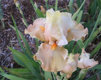 Iris 'Carefree Days' White and Peach Tall Bearded Iris, 1 bare root rhizome