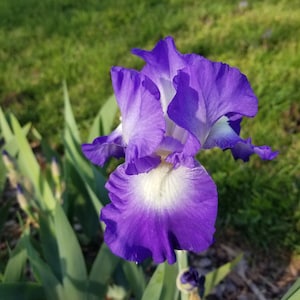 Iris &#39;City Lights&#39; Blue and White Reblooming Tall Bearded Iris