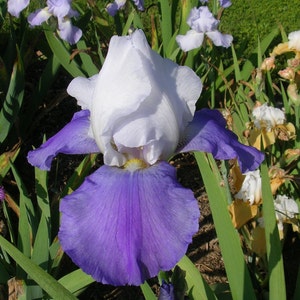 Iris 'Whole Cloth' White and Cornflower Blue Tall Bearded Iris