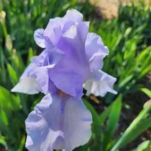 Iris &#39;Blue Sapphire&#39; Pale Blue Tall Bearded Iris