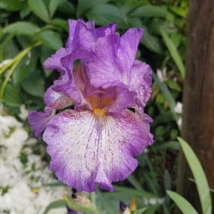 Iris &#39;Wild Card&#39; Purple and White Tall Bearded Iris