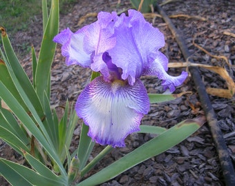 May include: A blooming iris flower featuring ruffled petals in shades of light purple and white, with deep violet veining patterns radiating from the center. The flower is surrounded by long, pointed green leaves extending from the base.