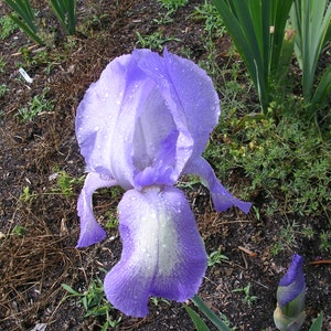 Iris 'Blue Shimmer' Blue and White Tall Bearded Iris