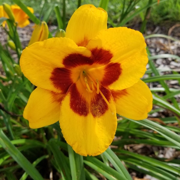 Hemerocallis 'Black Eyed Susan' Yellow and Red Daylily