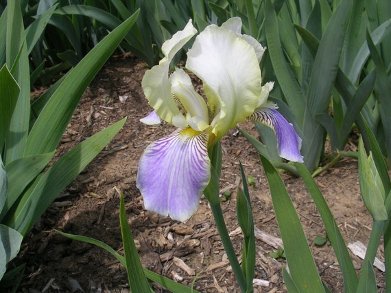 IRIS RHIZOME BURNT TOFFEE FROM MY COLLECTION.
