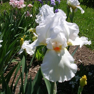 Iris 'Steffie Ann' White with Orange Beard Tall Bearded Iris