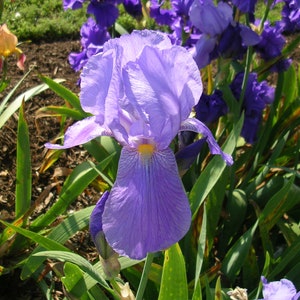 May include: A close-up of a light purple iris flower with a yellow center. The flower is in bloom and has several petals. The flower is surrounded by green leaves.