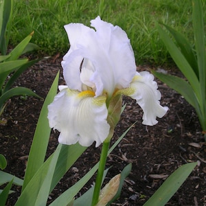 Iris 'High Ho Silver' Silvery-White Reblooming Tall Bearded Iris