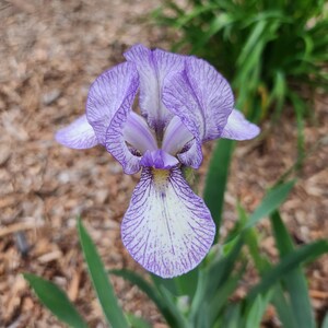 May include: Close-up of a purple and white iris flower. The petals are a light purple with darker purple veining. The flower has a yellow center and is surrounded by green leaves.