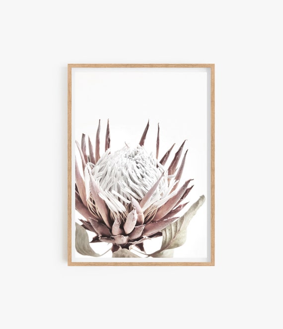 Protea Print, Floral Wall Art, Printable Botanical Poster, Digital Download, Australian Native Photography, Pink Flower Decor, Native Print