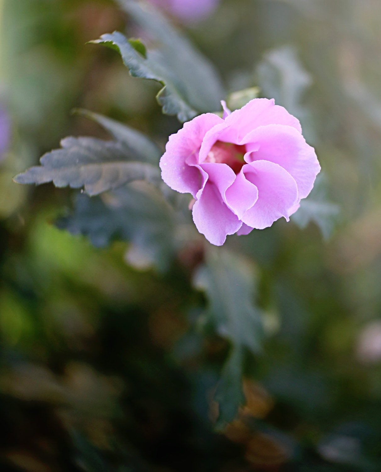 Rose of Sharon Home Decor/wall Art Botanical Prints, Flower Photography