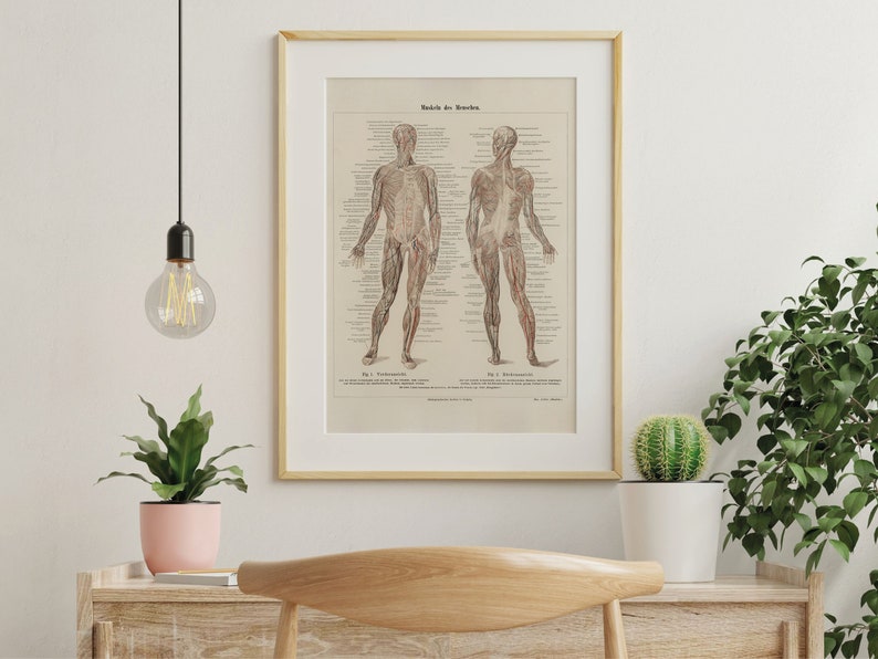 Vintage Muscular System Anatomy Art Print (digital Download) - Etsy