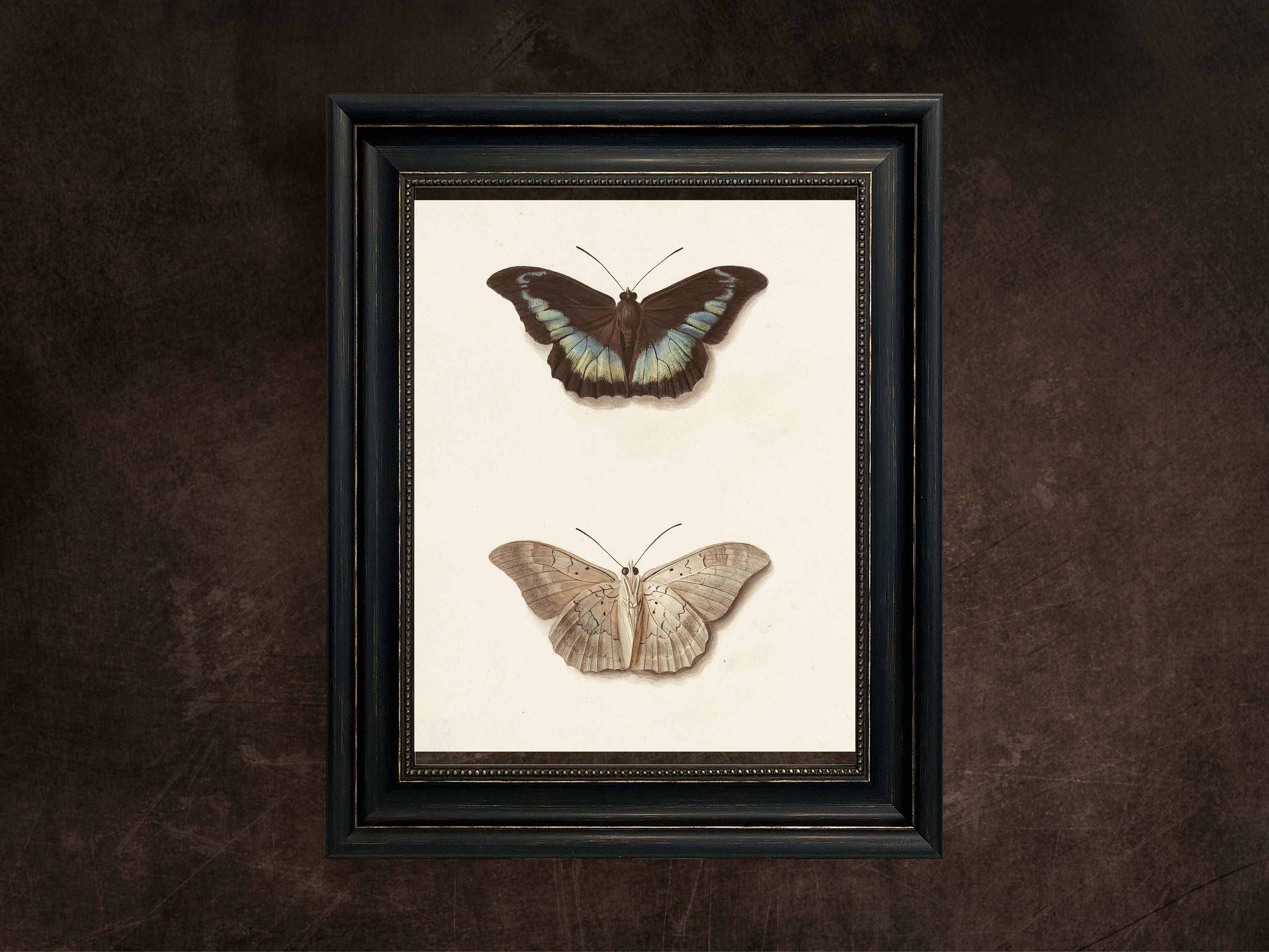 Vintage Moth Art Print: Dark Academia Wall Decor (digital Download) - Etsy