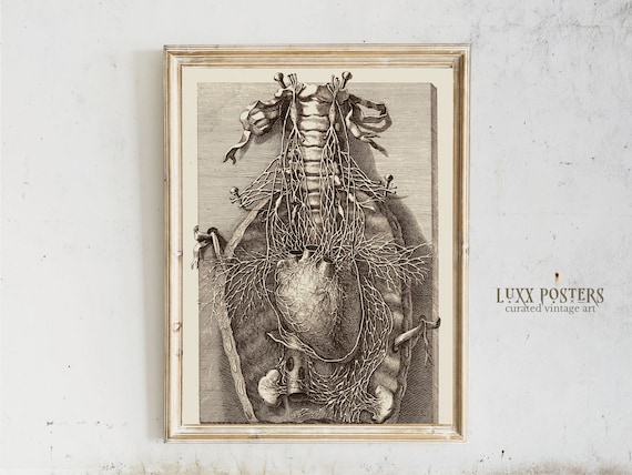 Vintage Heart Anatomy Print: Medical Wall Art (Digital Download)