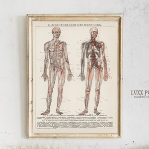 Vintage heart anatomy prints | cardiologist gift | medical art | vintage medical posters art | human biology poster | cardio wall art