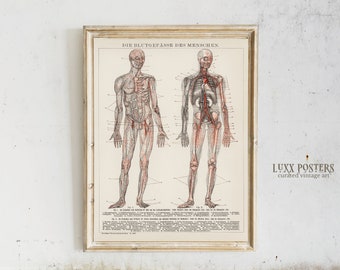 Vintage anatomieprint: medische kunst hart en vaatstelsel (digitale download)