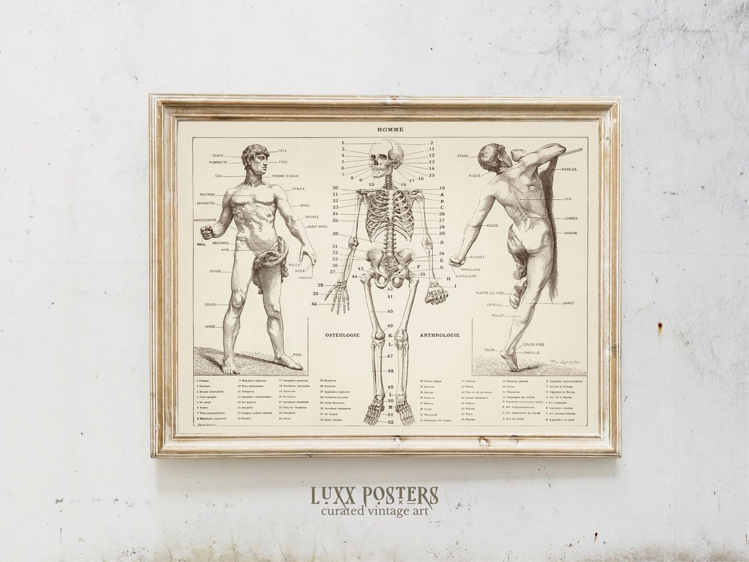 Vintage Skeleton Anatomy Print: Chiropractic Office Decor (digital ...