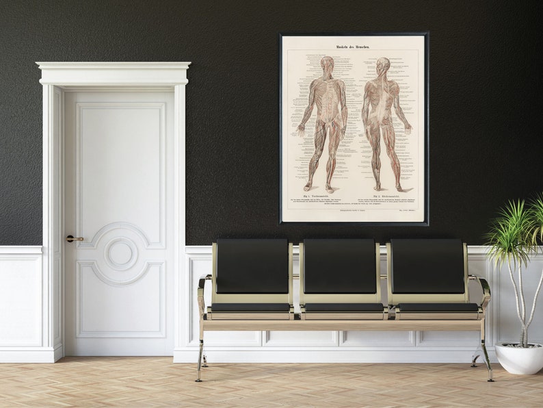 Vintage Muscular System Anatomy Art Print (digital Download) - Etsy