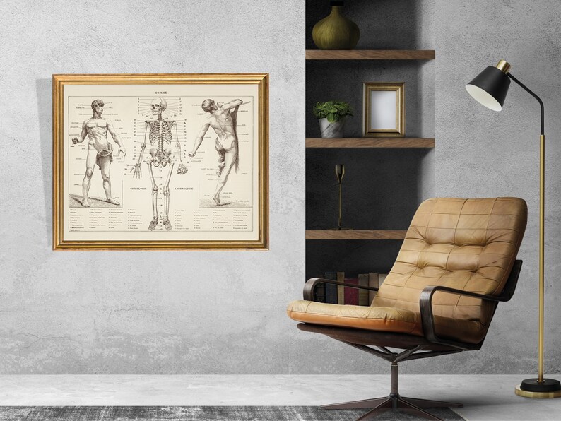 Vintage Skeleton Anatomy Print: Chiropractic Office Decor (digital ...