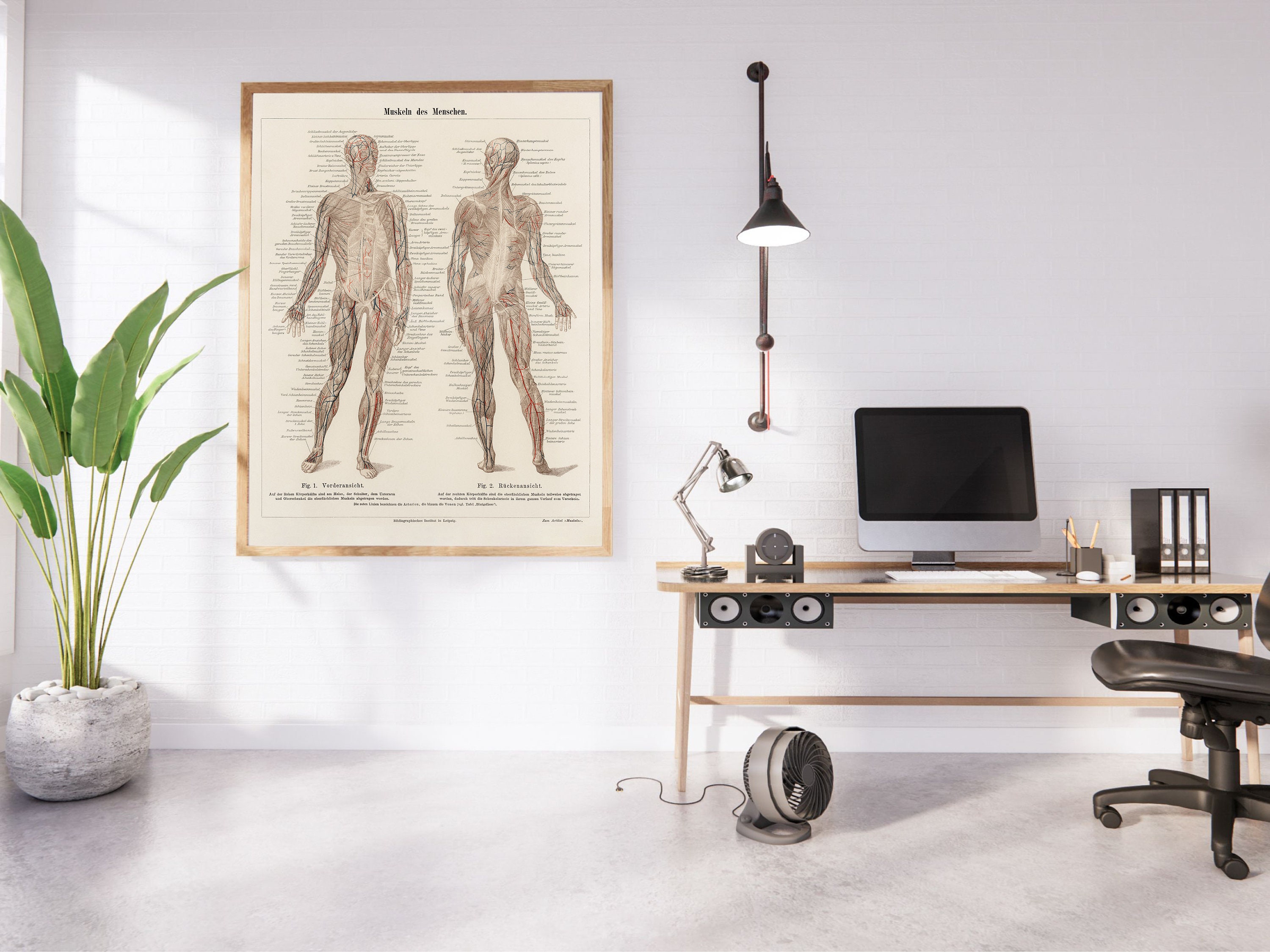 Vintage Muscular System Anatomy Art Print (digital Download) - Etsy