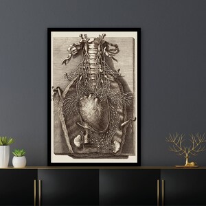 Op de afbeelding: Een vintage anatomische illustratie van het menselijk hart en de omliggende vaten, gedrukt in zwart-wit op een cr&egrave;mekleurige achtergrond. De afbeelding is ingelijst in een zwart frame.