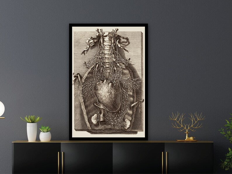 Op de afbeelding: Een vintage anatomische illustratie van het menselijk hart en de omliggende vaten, gedrukt in zwart-wit op een cr&egrave;mekleurige achtergrond. De afbeelding is ingelijst in een zwart frame.
