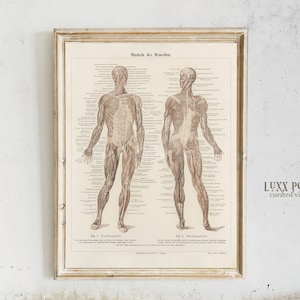 Vintage Anatomy Medical Art | Muscular System | Surgeon Gift | Massage Therapist wall art | Anatomical Poster | Anatomy Print | Anatomy Art