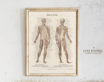 Vintage Muscular System Anatomy Art Print (Digital Download)