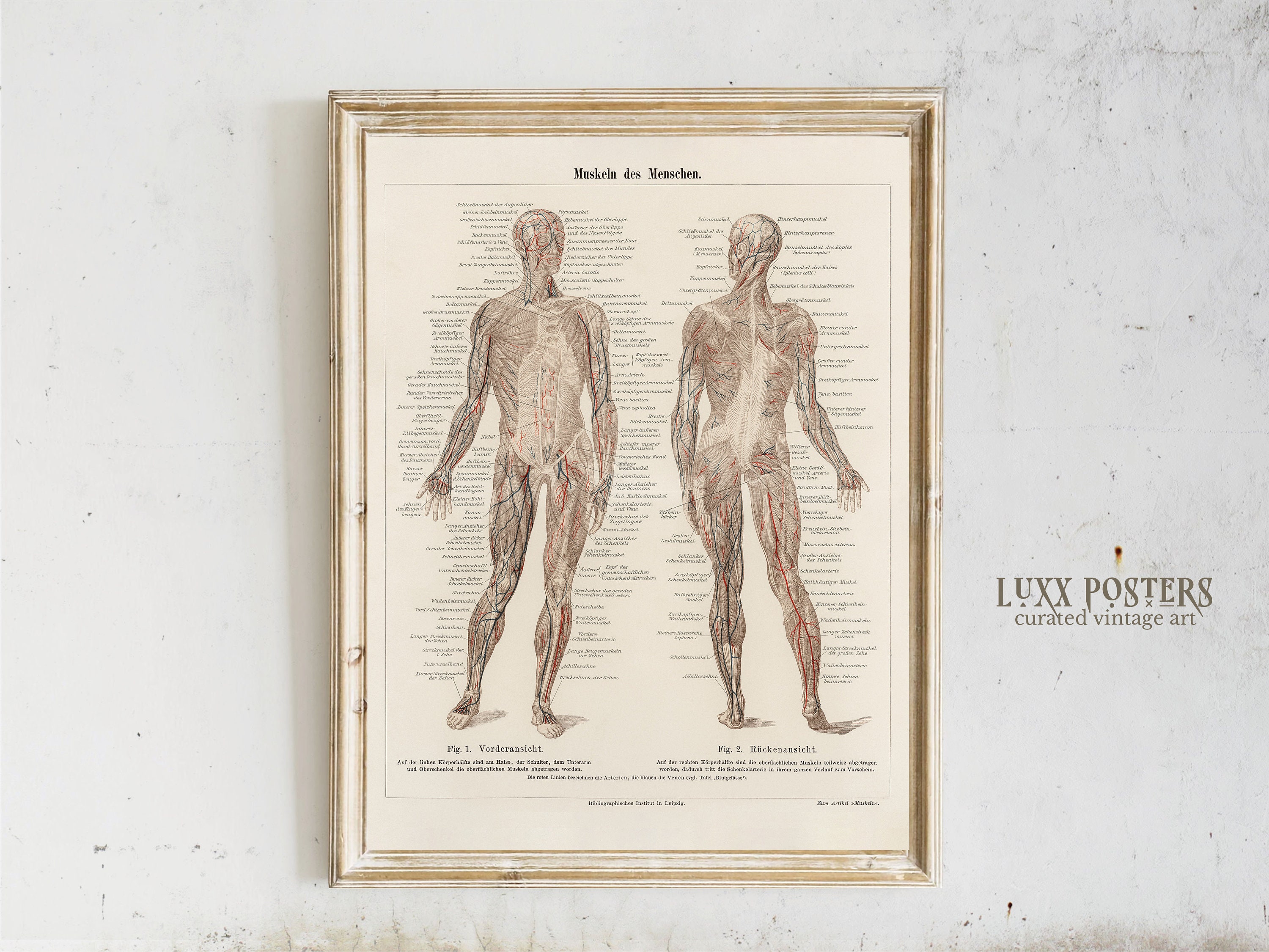 Vintage Muscular System Anatomy Art Print (digital Download) - Etsy