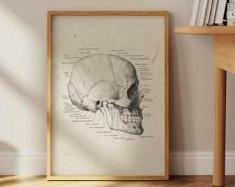Skull Anatomy Poster: Dark Academia Gothic Home Decor (Digital Download)