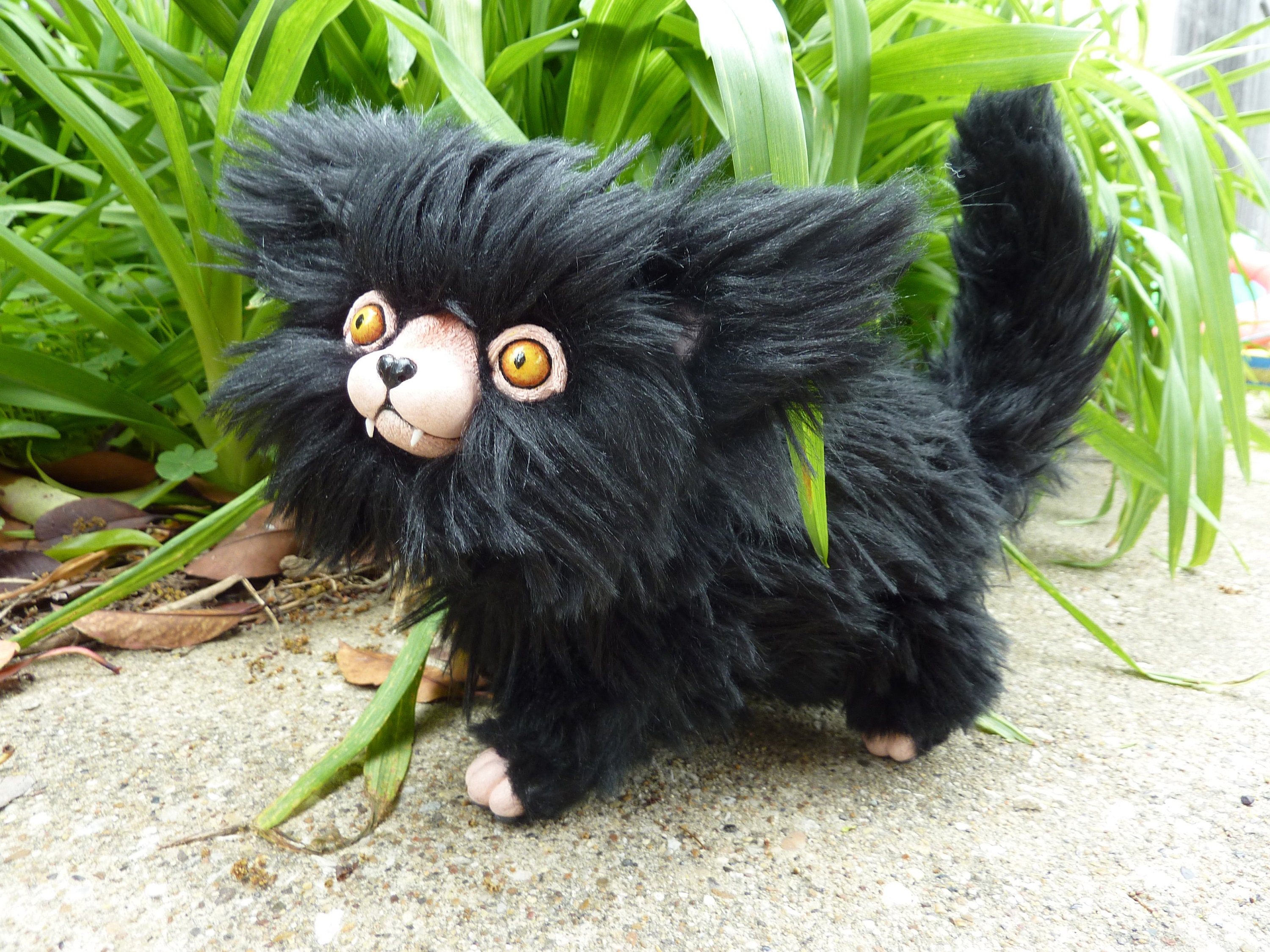 Lykoi cat cena 2025