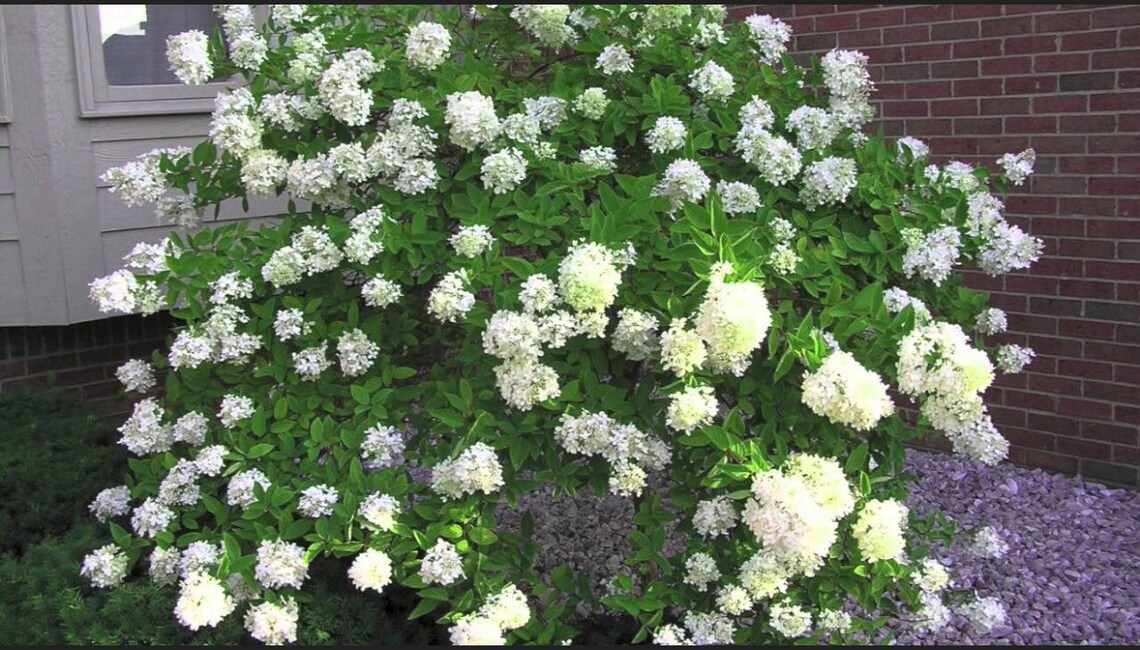 Pee Gee Hydrangea Seeds Etsy