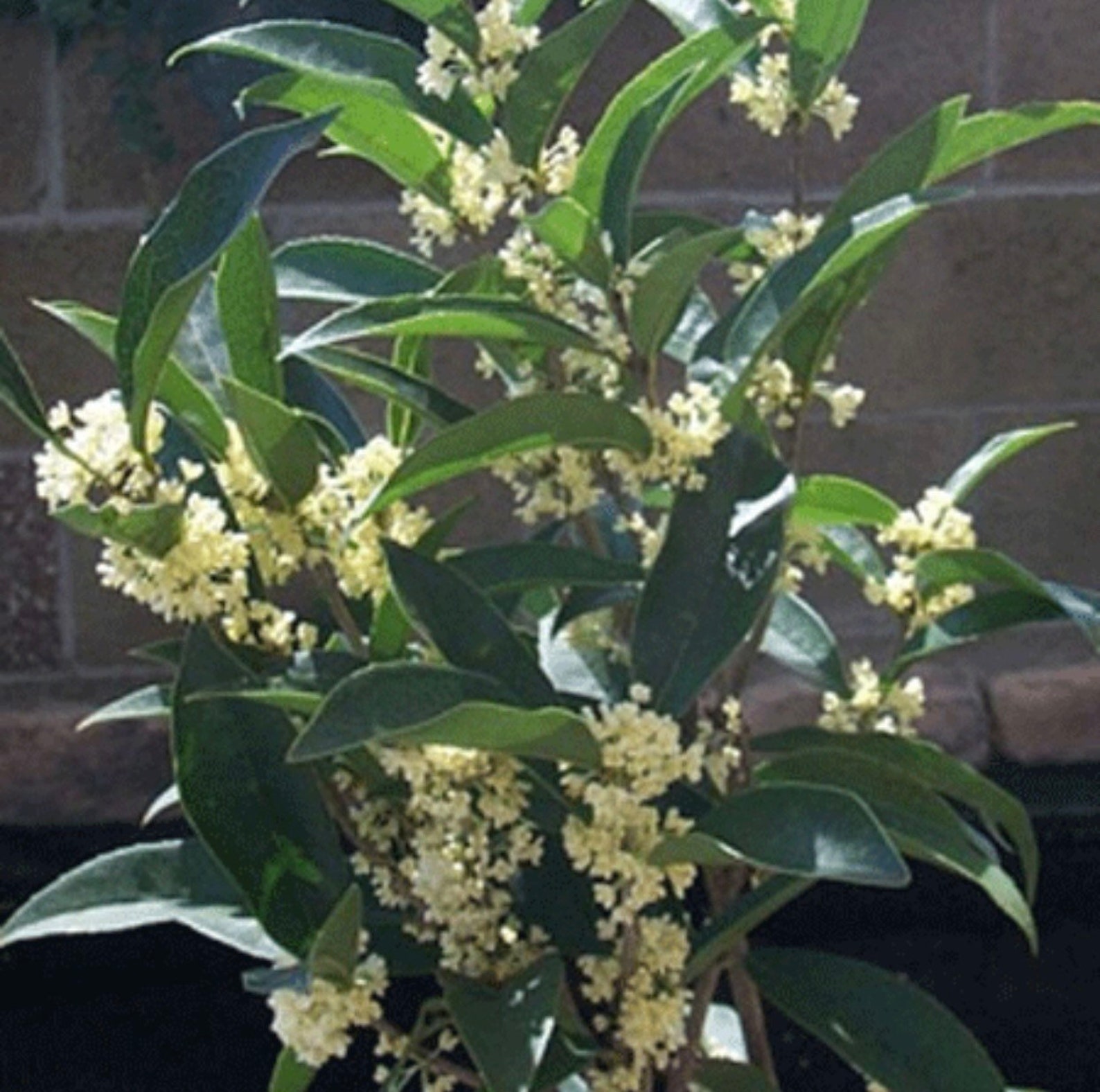 Fragrant Tea Olive Tree Seeds Etsy