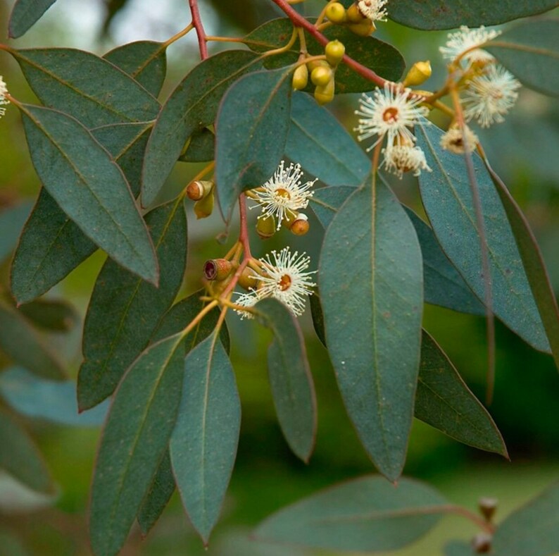 Peppermint Eucalyptus Seeds Etsy