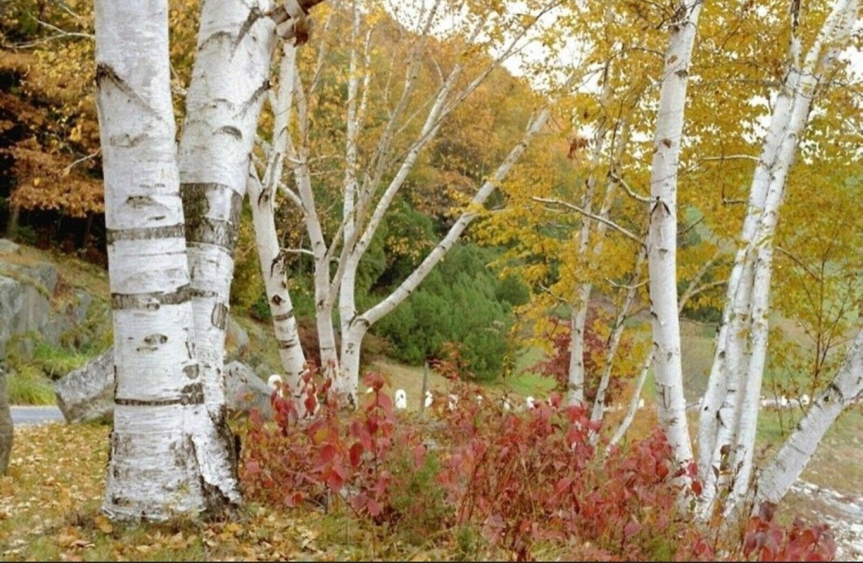 Береза Бумажная Фото