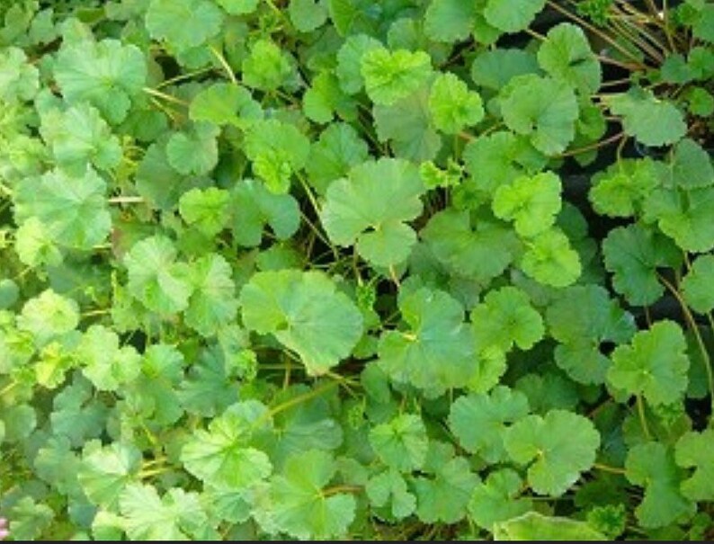 Coconut Scented Geranium Seeds Etsy