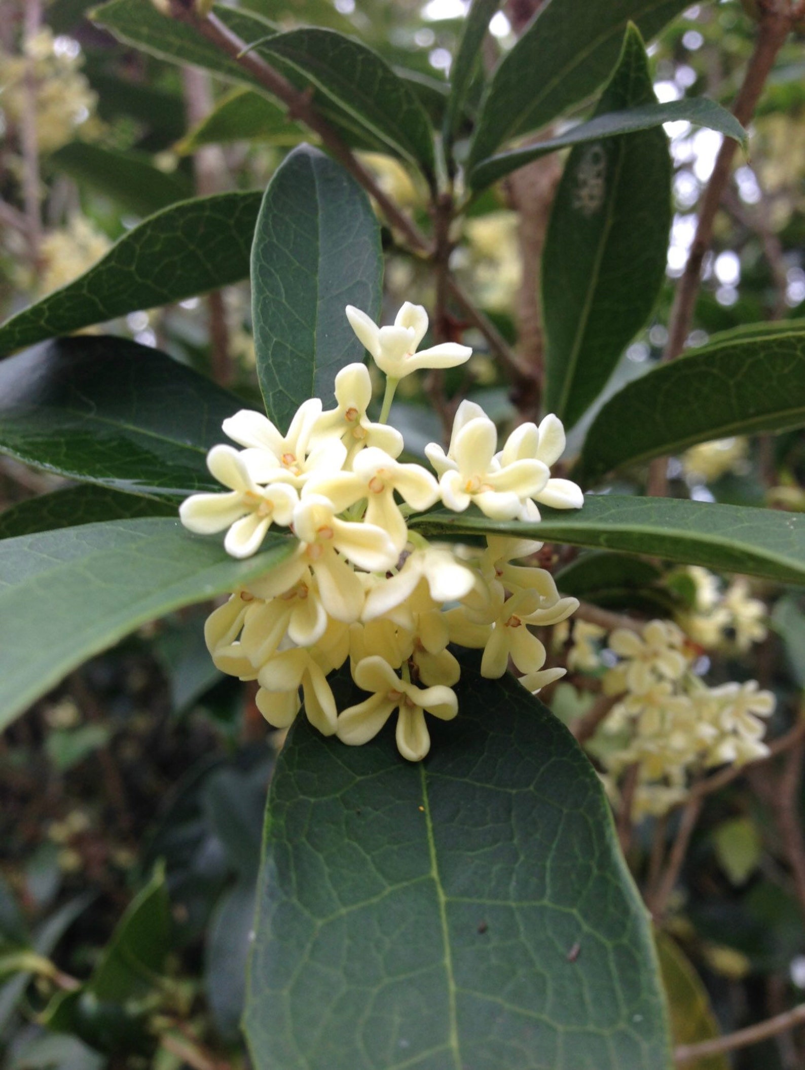 Tea Olive Tree Texas