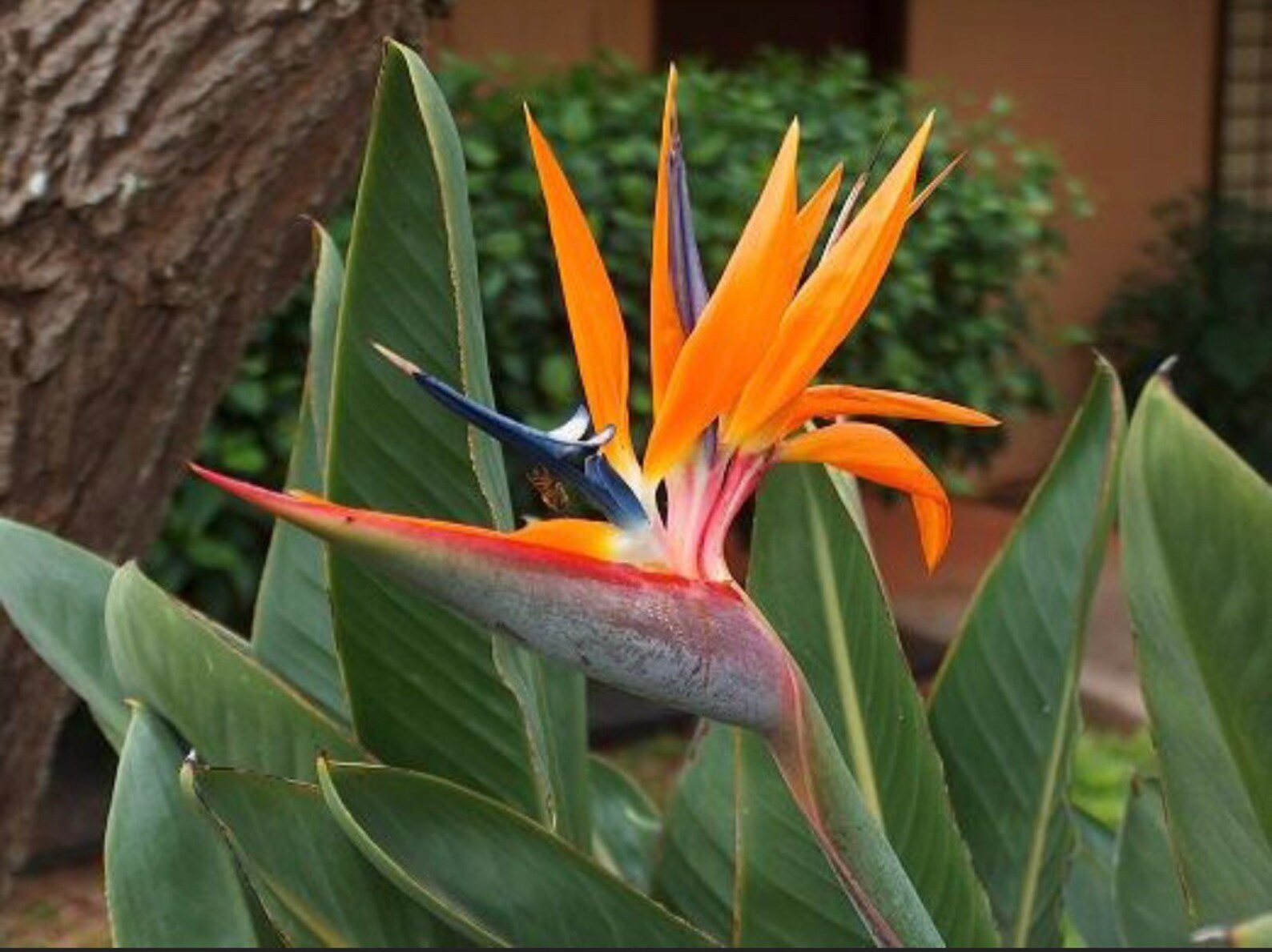 Bird of Paradise Seeds Etsy