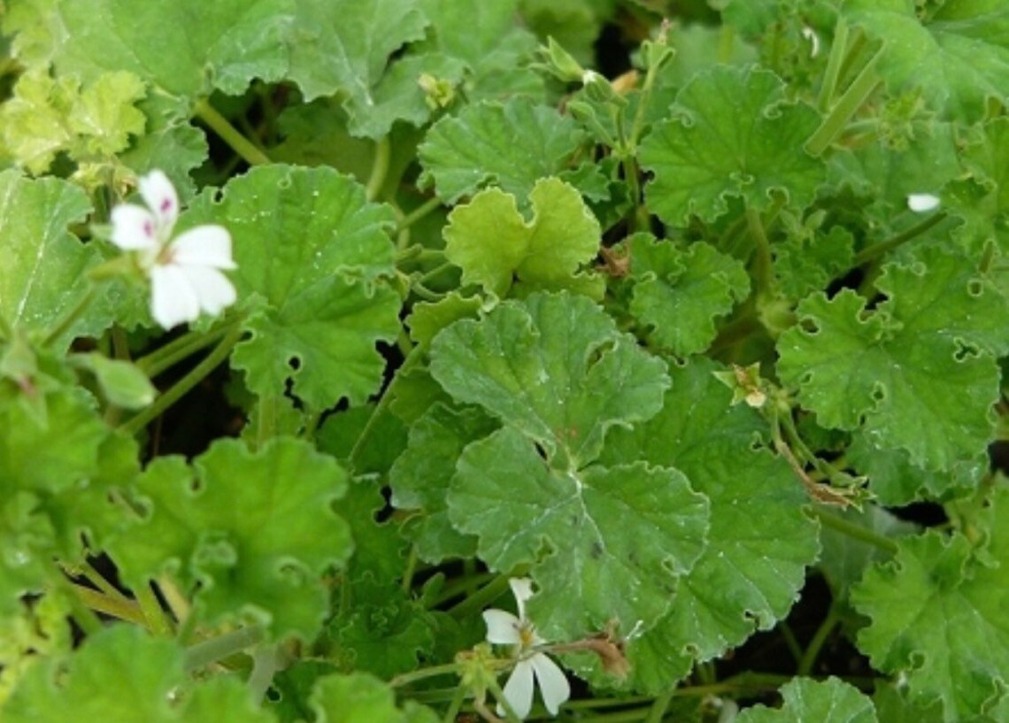 Apple Scented Geranium Seeds Etsy