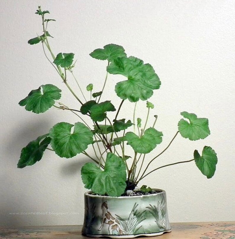 Coconut Scented Geranium Seeds Etsy