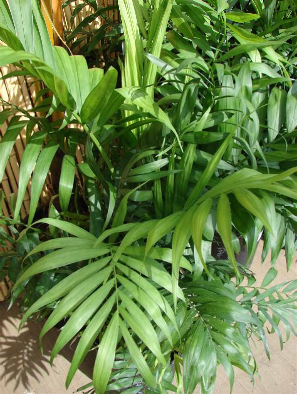 Parlor Palm Seeds Etsy