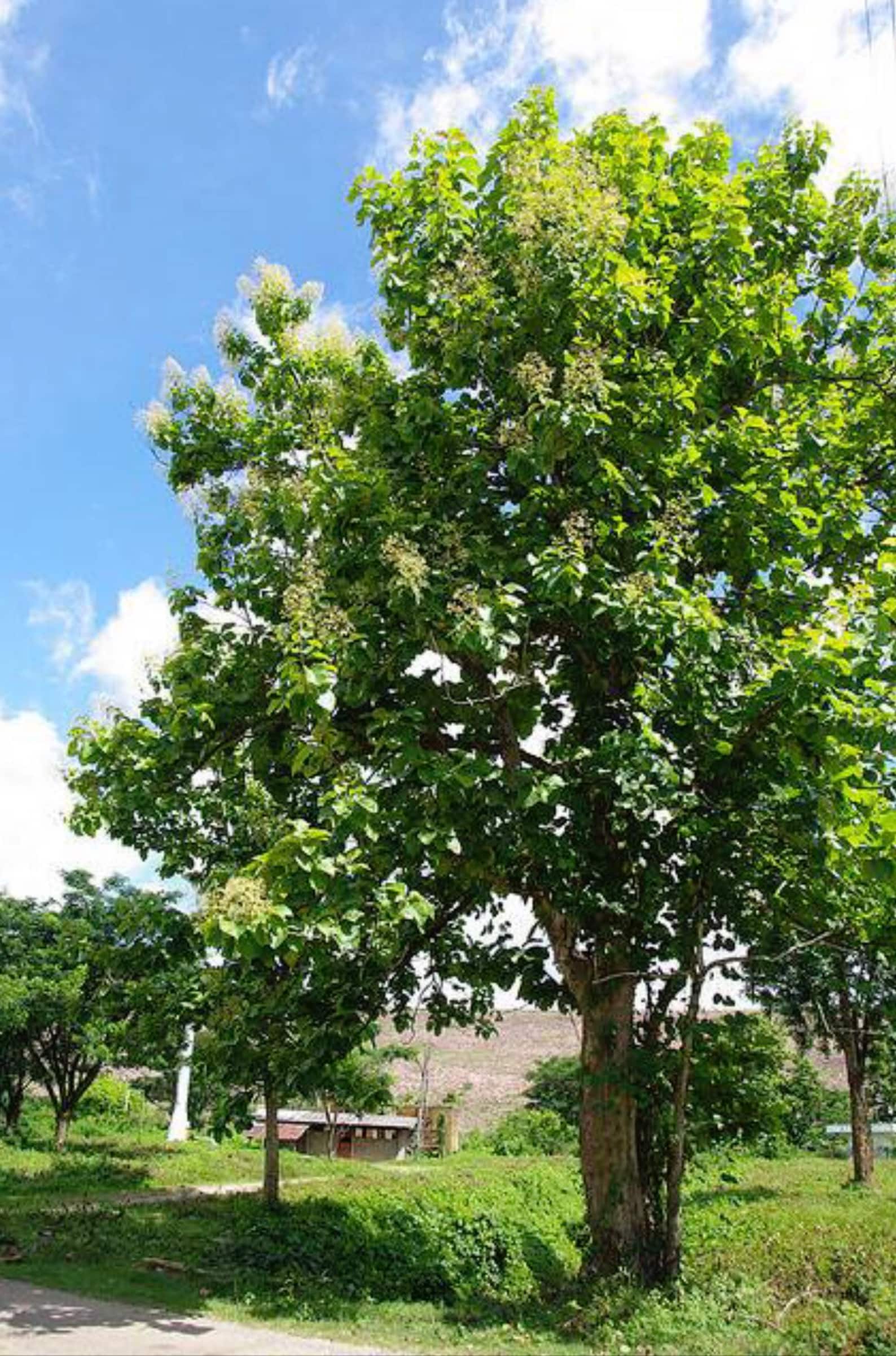 Teak Tree Seeds Etsy