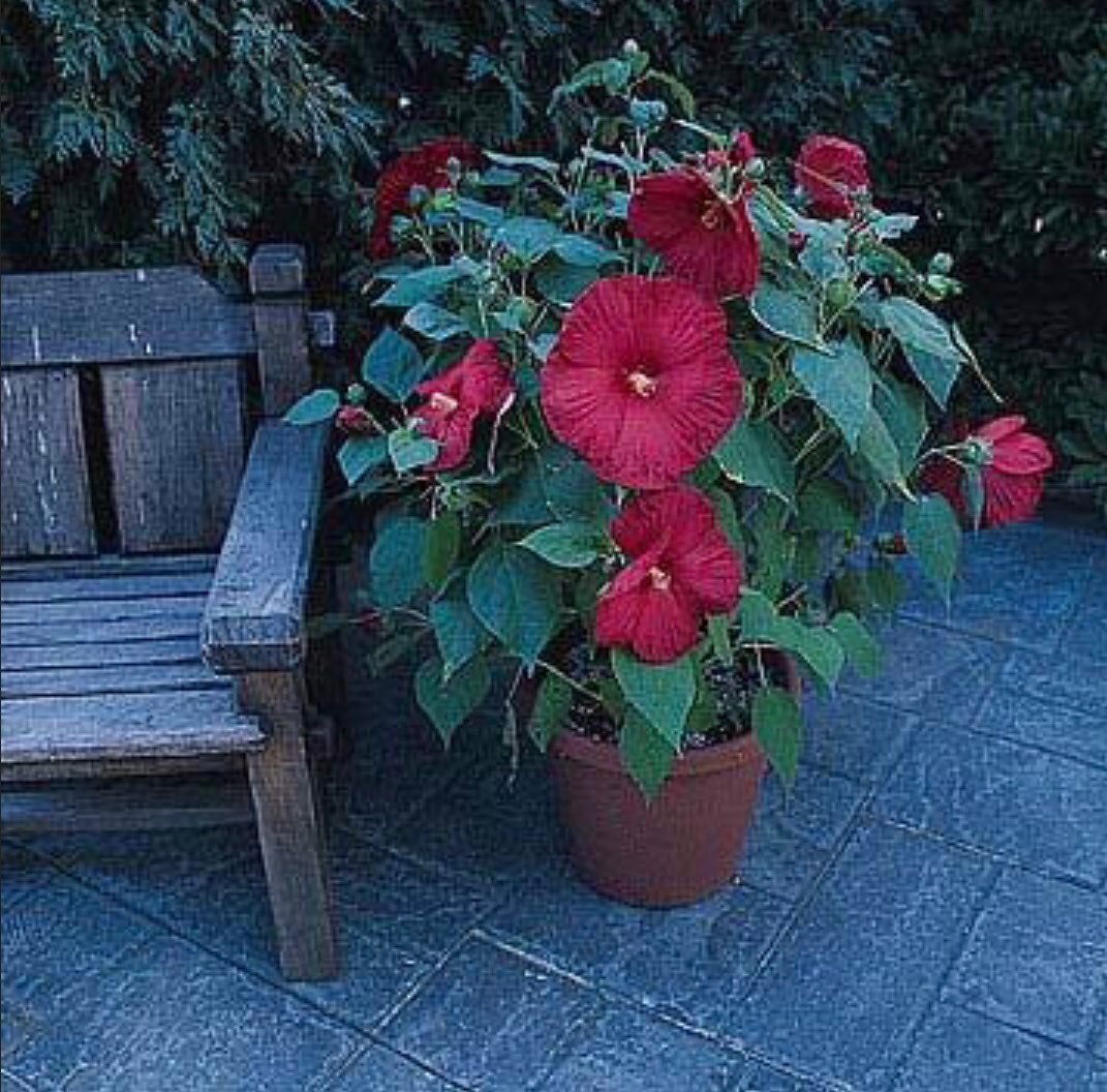 Red Luna Hibiscus Cold Hardy Seeds Etsy