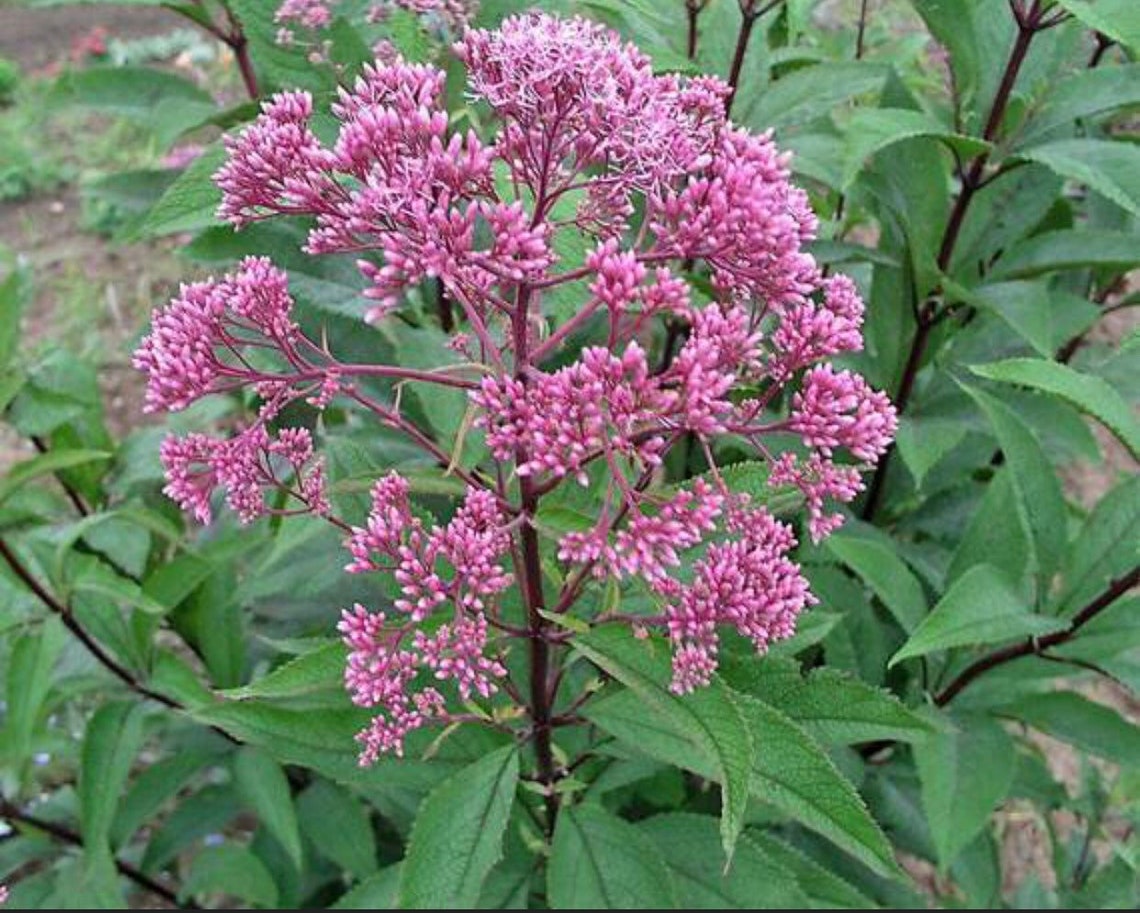Joe Pye Weed Seeds Etsy